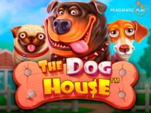 The Dog House: cztery psy wyglądające z kolorowej budy